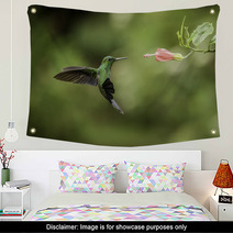 Stripe tailed Hummingbird Wall Art 52738579