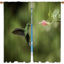 Stripe tailed Hummingbird Window Curtains 52738579