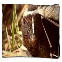 Striped Skunk In Marsh Blankets 29671418