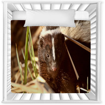 Striped Skunk In Marsh Nursery Decor 29671418