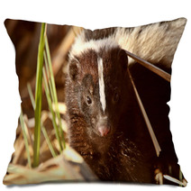 Striped Skunk In Marsh Pillows 29671418