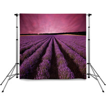 Stunning Lavender Field Landscape At Sunset Backdrops 61156891