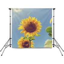 Sunflower Backdrops 66008256