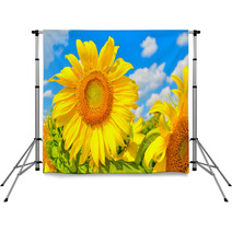 Sunflower Backdrops 68693345