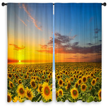 Sunflowers Window Curtains 56916430