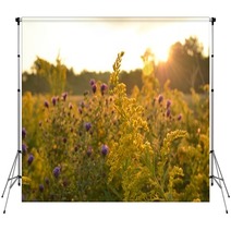 Sunrise Over Beautiful Country Field And Roadside Flowers Backdrops 122797647