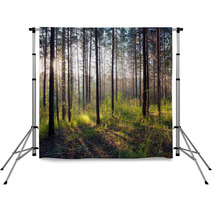 Sunset In The Woods Backdrops 62602198