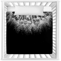 Super Macro White Dandelion With Droplets On Black Background Nursery Decor 67815967