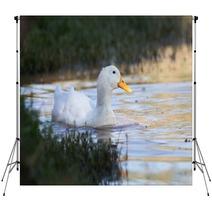 Swimmming White Domesticated Duck In Nature. Backdrops 100171145