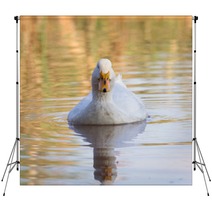 Swimmming White Domesticated Duck In Nature. Backdrops 100171189