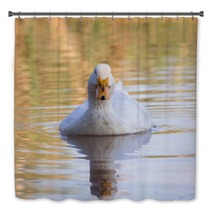 Swimmming White Domesticated Duck In Nature. Bath Decor 100171189