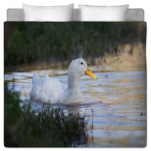 Swimmming White Domesticated Duck In Nature. Bedding 100171145
