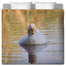 Swimmming White Domesticated Duck In Nature. Bedding 100171189