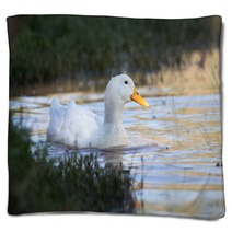 Swimmming White Domesticated Duck In Nature. Blankets 100171145