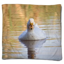Swimmming White Domesticated Duck In Nature. Blankets 100171189