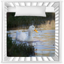 Swimmming White Domesticated Duck In Nature. Nursery Decor 100171145