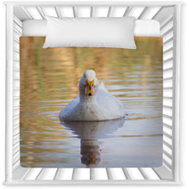 Swimmming White Domesticated Duck In Nature. Nursery Decor 100171189