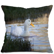 Swimmming White Domesticated Duck In Nature. Pillows 100171145