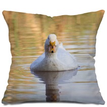 Swimmming White Domesticated Duck In Nature. Pillows 100171189