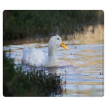 Swimmming White Domesticated Duck In Nature. Rugs 100171145