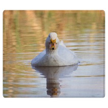 Swimmming White Domesticated Duck In Nature. Rugs 100171189