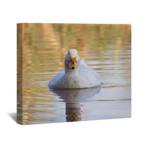 Swimmming White Domesticated Duck In Nature. Wall Art 100171189