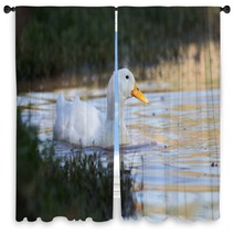 Swimmming White Domesticated Duck In Nature. Window Curtains 100171145