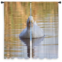 Swimmming White Domesticated Duck In Nature. Window Curtains 100171189