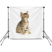 Tabby Kitten Sitting Backdrops 3806457