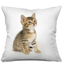 Tabby Kitten Sitting Pillows 3806457