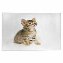 Tabby Kitten Sitting Rugs 3806457