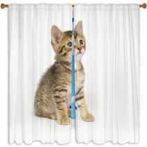 Tabby Kitten Sitting Window Curtains 3806457