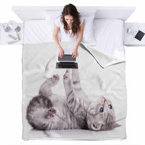 Tabby Scottish Kitten Blankets 61098445