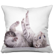 Tabby Scottish Kitten Pillows 61098445