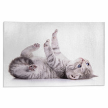 Tabby Scottish Kitten Rugs 61098445