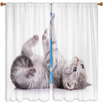 Tabby Scottish Kitten Window Curtains 61098445