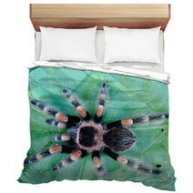 Tarantula On Leaf Bedding 67651980