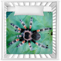 Tarantula On Leaf Nursery Decor 67651980