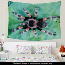 Tarantula On Leaf Wall Art 67651980