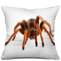 Tarantula Pillows 28881112