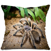 Tarantula Pillows 42526924