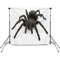 Tarantula Spider- Grammostola Pulchra Backdrops 63229508