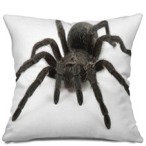 Tarantula Spider- Grammostola Pulchra Pillows 63229508