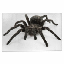 Tarantula Spider- Grammostola Pulchra Rugs 63229508