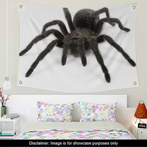 Tarantula Spider- Grammostola Pulchra Wall Art 63229508