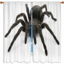 Tarantula Spider- Grammostola Pulchra Window Curtains 63229508
