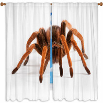 Tarantula Window Curtains 28881112