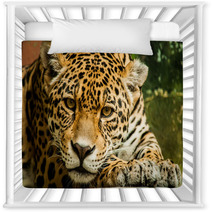 Taunting The Jaguar 2 Nursery Decor 92771046