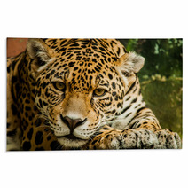 Taunting The Jaguar 2 Rugs 92771046