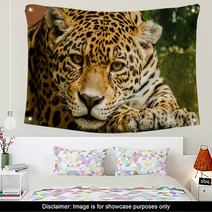 Taunting The Jaguar 2 Wall Art 92771046